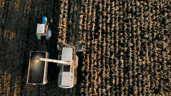 Combine Harvesting Corn for Silage and Loading a Double Trailer Truck, Aerial Top View alt