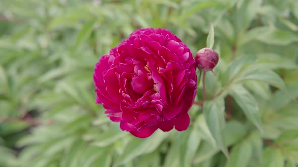 Peony Flower in the Flower Bed of the City Park or in a Private Garden
