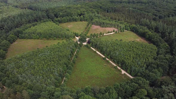 Lonely Oak Tree in the Utrechtse Heuvelrug near Amerongen, Leersum, Elst alt