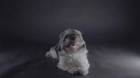 Funny Shih Tzu Dog Sitting Down