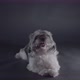 Funny Shih Tzu Dog Sitting Down - VideoHive Item for Sale
