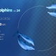 Two Dolphins 14 - VideoHive Item for Sale