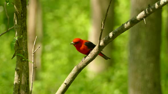 Scarlet Tanager perched beautifully on a branch in the middle of the forest and then takes flight. alt