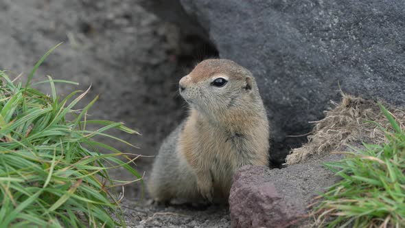 Curious but cautious wild animal Arctic ground squirrel peeps out of hole under stone looking around