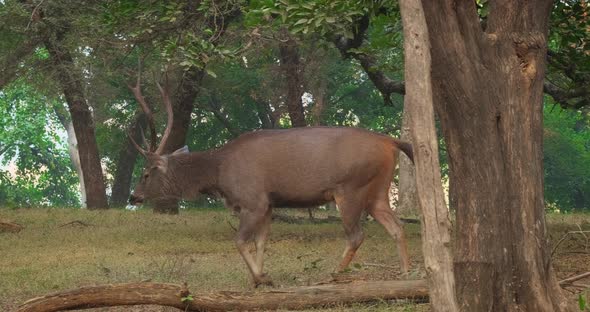 Beautiful Male Sambar (Rusa Unicolor) Deer Walking in the Forest of Ranthambore National Park alt