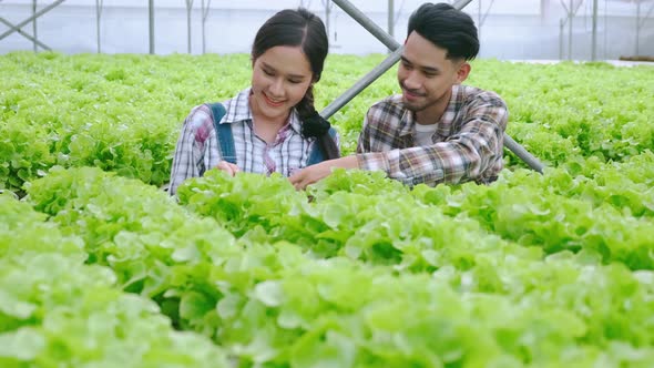 handheld asian couple farmer takecare and harvest green fresh plant in hydroponics farm alt
