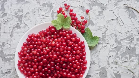 Fresh Red Currant Berries on a White Plate on a Concrete Gray Background Slow Motion alt