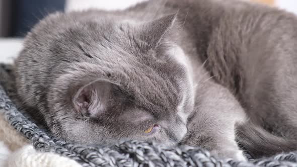 The Grey Cat Chartreuse Sleeps Lightly on Bed