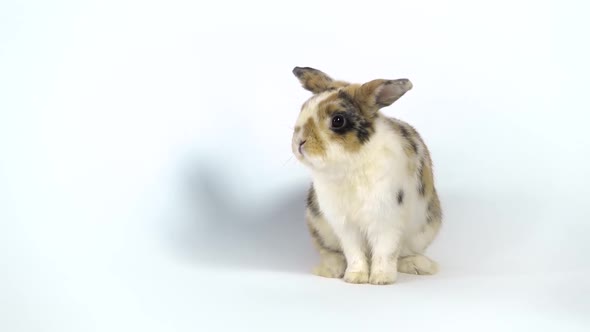 Cute Three Colored Rabbit Sniffing and Looking Around on White Background at Studio. Slow Motion alt