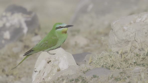 Bee Eater Perched on Stone