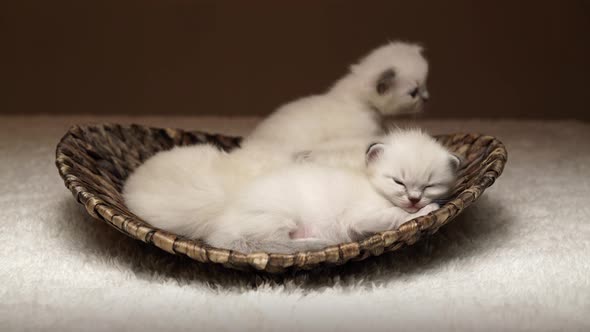 Tired Baby Ragdoll Cats