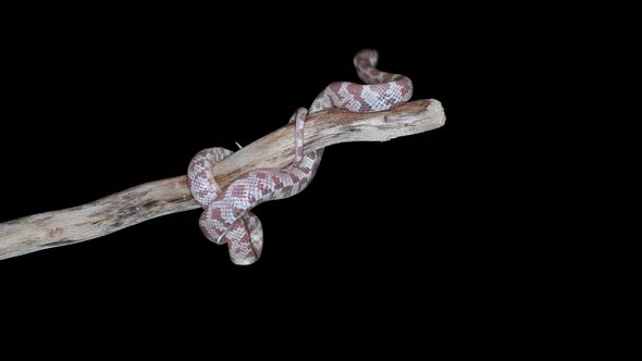 Snake Pantherophis Guttatus Morph, Color Snow Het Anery, Family Colubridae. alt