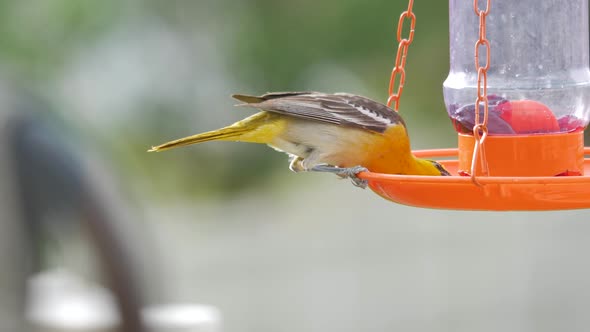 Bullocks Oriole eats from a backyard bird feeder then flies away alt