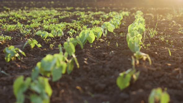 Soybean Growing Vegetables Plant Bio Care alt