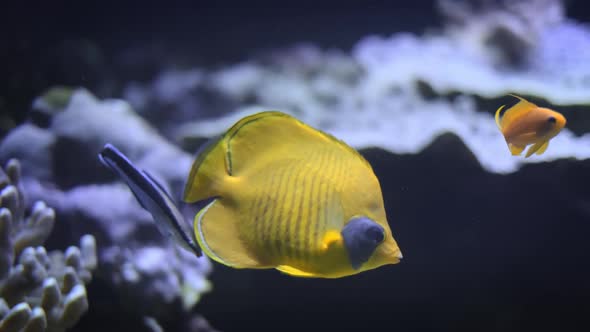 Copperband Butterflyfish (Chelmon Rostratus) alt