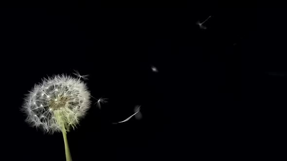 Amazing Macro Shot of Dandelion Being Blown in Super Slow Motion on Black Background alt