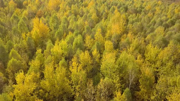 Autumn forest with bright orange and yellow leaves. Dense woods in sunny fall weather. alt