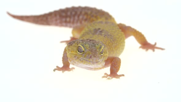 Cute Leopard Gecko or Eublepharis Macularius in White Isolated Background alt