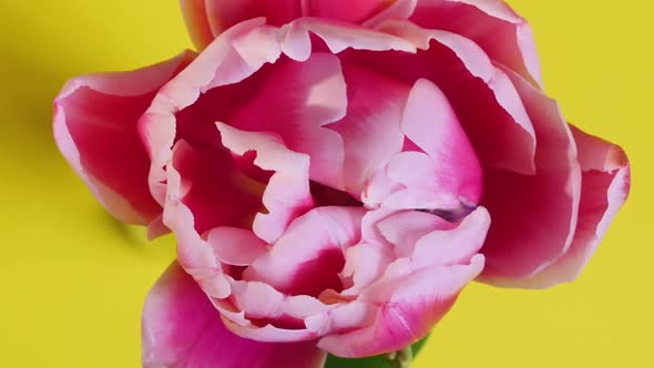 Tulip Flower Blooming, Close-up alt