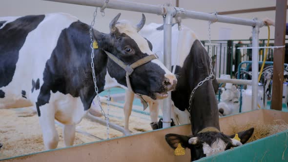 Two Milking Cows Eating Hay at Agricultural Animal Exhibition, Trade Show