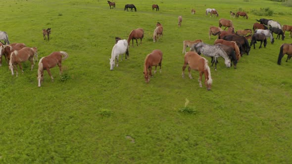 A Herd of Horses Graze in a Green Meadow Along the River