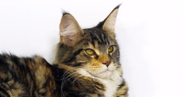 Brown Tortie Blotched Tabby and White Maine Coon Domestic Cat, Portrait of Female Normandy in France alt