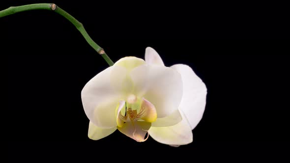 Blooming White Orchid Phalaenopsis Flower alt