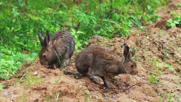 Hares and Rabbits in the Wild