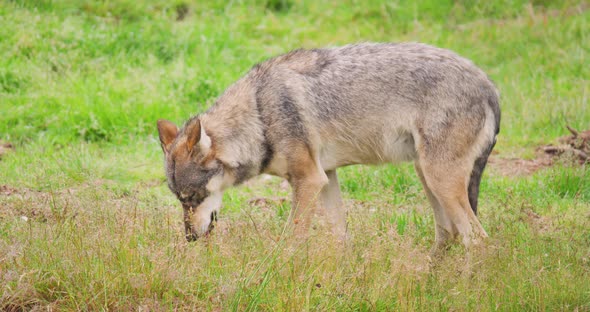 Wolf Eating Meat on Field in Forest