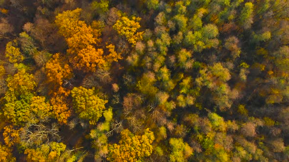 Aerial View Over Colorful Autumn Trees in Forest.