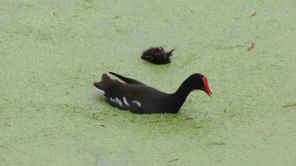 Common Gallinule feeds its Chick alt