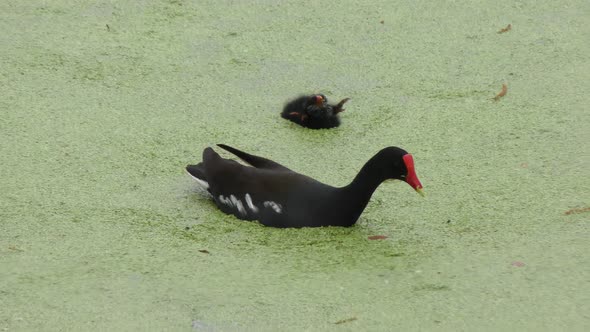  Common Gallinule feeds its Chick