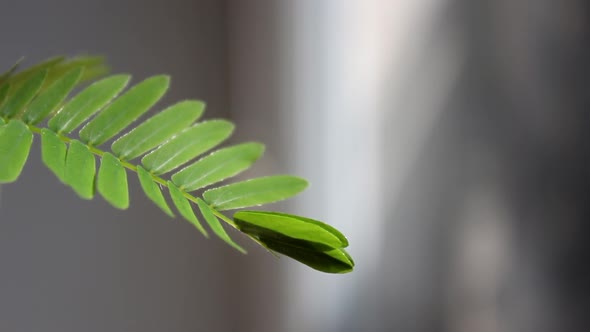 Response Of Mimosa To Touch alt