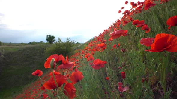 Scenic red poppies on the slope in spring alt