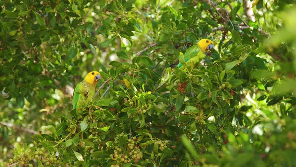 Pair Of Beautiful Brown-throated Parakeets Sitting And Eating On The Branches Of A Tree In Bonaire. alt