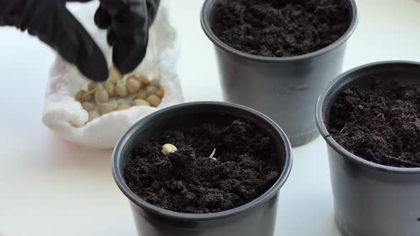 Closeup of a Woman Holding and Planting Plant Grains Pea Microgreens in a Pot with Soil Mud for alt