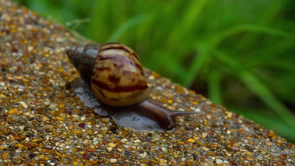 Garden Snail Crawling on Pavement