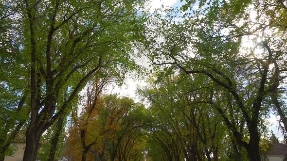 Walking through Autumn trees. 30p conformed to 24p. alt