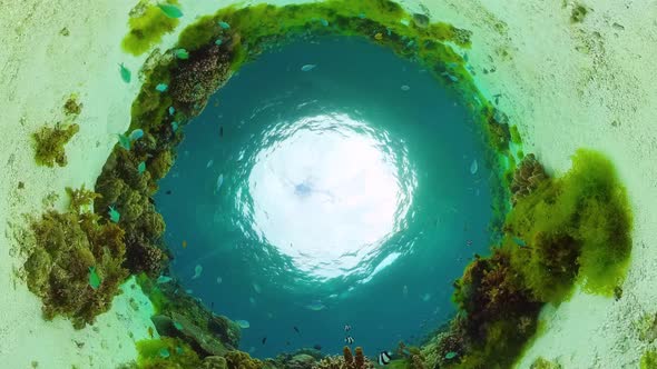 The Underwater World of a Coral Reef alt