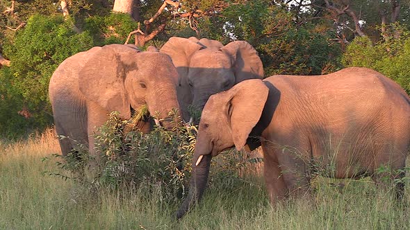 Elephants feed on grass and flap ears to cool down in evening sunlight alt