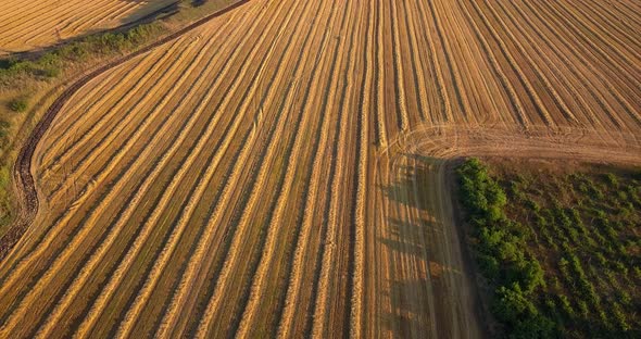 Aerial View of Agricultural Fields with Fresh Stubble After Harvesting Crops Wheat or Rye