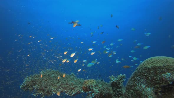 Coral Garden with Vibrant Fish alt