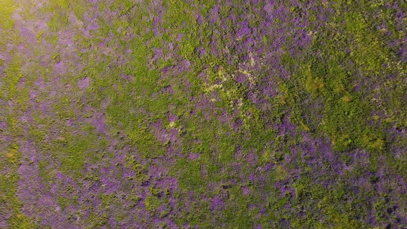 Green Grass and Purple Flowers Create an Abstraction From the Top alt