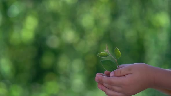 Child holding young green plant in hands alt