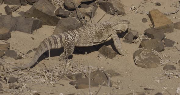 Giant Rock Monitor Walking