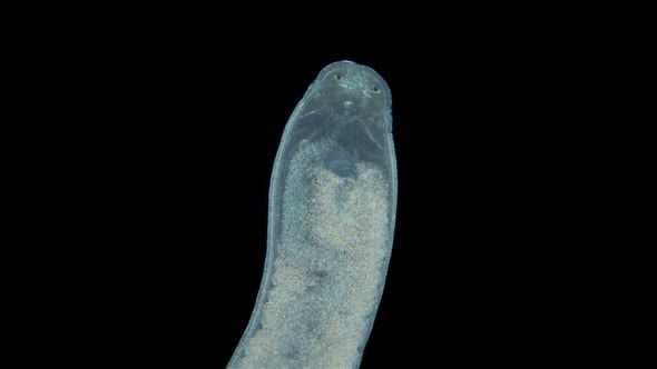 Nemertea Worm Under a Microscope Family Tetrastemmatidae Genus Tetrastemma Sp alt