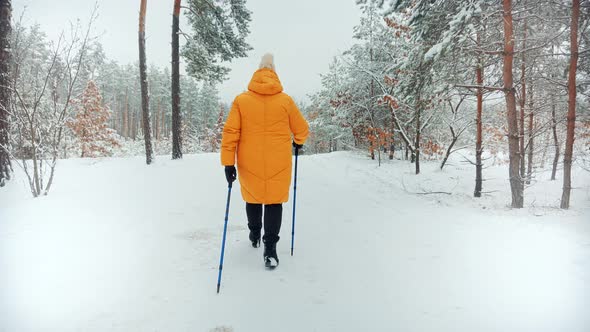 Elderly Woman Practicing Nordic Walking In Forest. Sticks Walking On Winter Wood. Sport Activities. alt
