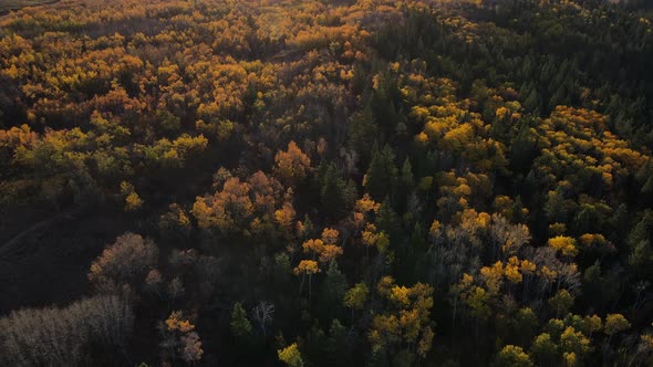 4K footage of North American forest during fall season by drone aerial view from above. Concepts of alt