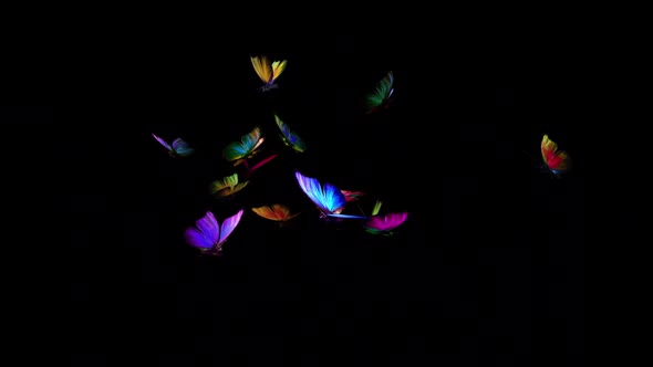 Rainbow Butterflies - Medium Swarm of 14 - Flying Loop - Alpha Channel alt