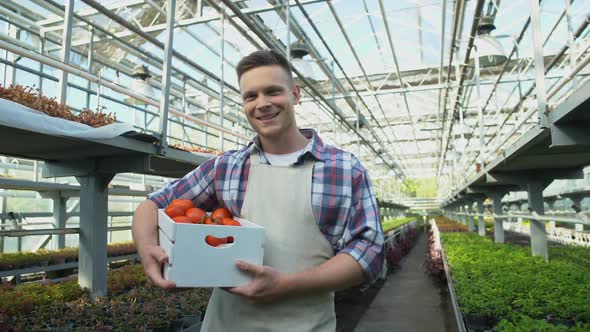 Happy Young Farmer Holding Box of Fresh Organic Tomatoes, Greenhouse Farming